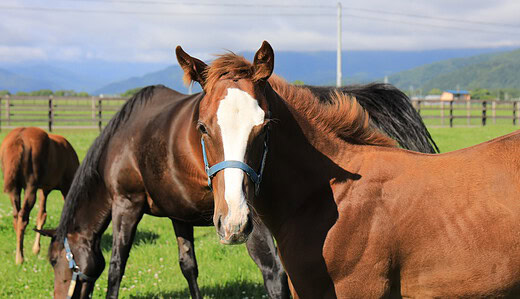 谷川牧場を訪問、見学