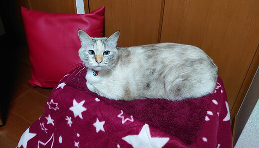２個目の猫こたつ