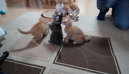 子猫5匹（3兄弟、2姉妹）の最後のひと時