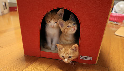 ひのき、かえで、もみじ3匹の保護猫迎えて1日目