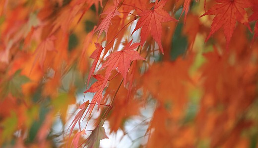 宮ノ腰公園のもみじ（曇り）