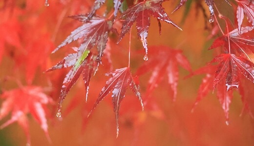 宮ノ腰公園のもみじ（雨）