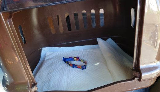 こむぎ脱走する