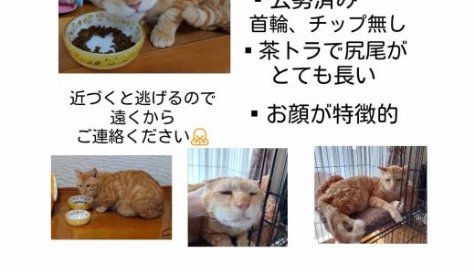 こむぎ手配書（迷い猫）が掲示される