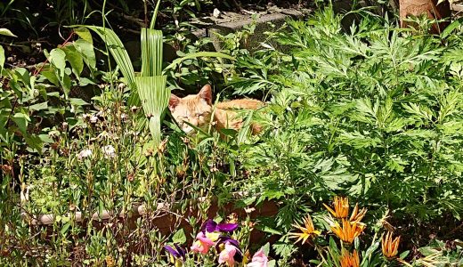 こむぎ捕獲失敗