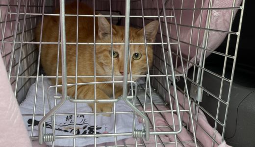 こむぎ捕獲される