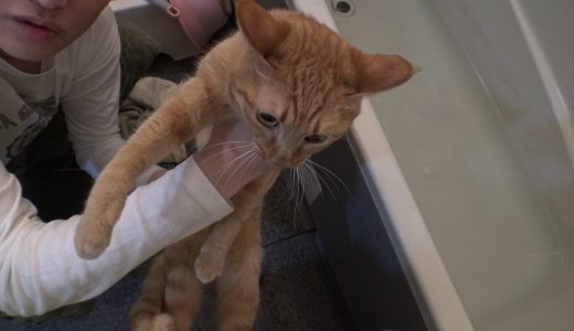大晦日に猫4匹お風呂に入れる、重炭酸使用