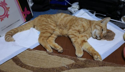 こむぎ3歳で天寿を全うする