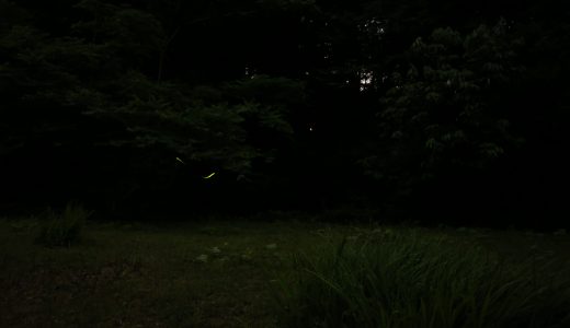 瀬谷市民の森、矢指の市民の森、追分市民の森のホタル