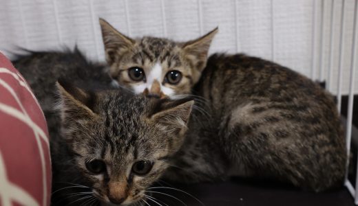 瀬谷のら猫減らし隊の譲渡用保護子猫4兄弟