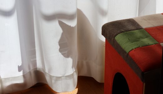 あんずのカーテンの影絵、耳と髭のシルエット。カーテン裏から出てくる