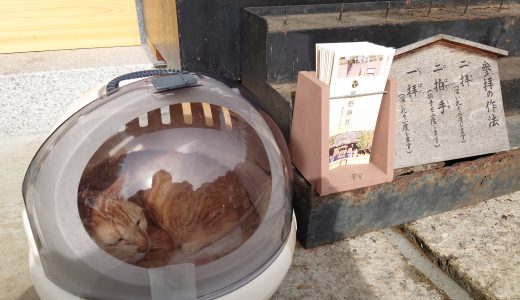 こむぎ生まれ故郷の熊野神社に挨拶に行く