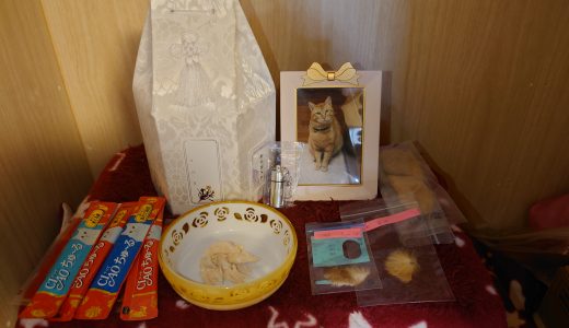 こむぎが亡くなって1週間