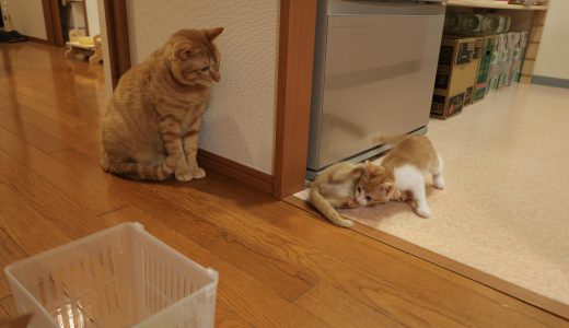 子猫3姉妹（ひのき、かえで、もみじ）訪れて3日目