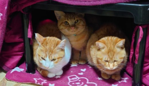 猫こたつに3匹（3姉妹のひのき、かえで、もみじ）が入る