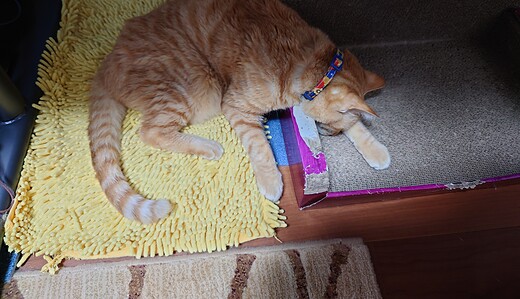 こむぎ動けなくなる、トイレに行けなくなる