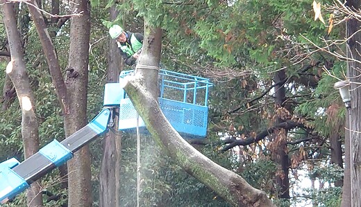 長屋門西口の木の伐採