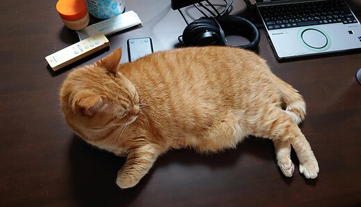 さんふらわあさっぽろで苫小牧へ移動、猫5匹マッピング