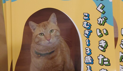 ぼくがいきたあかし～こむぎ猫生3歳1か月～上巻製本