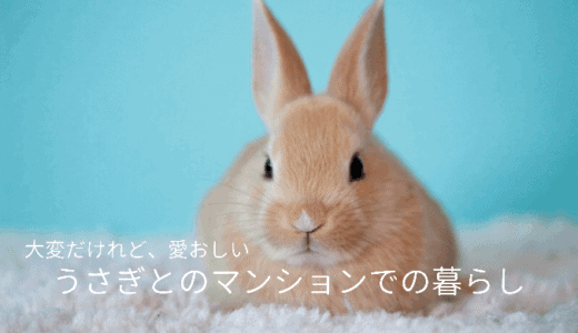 【はじめに】手はかかるけど、愛おしい。うさぎとのマンション暮らし