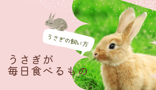 うさぎの食べ物｜毎日の牧草・ペレット・おやつの選び方