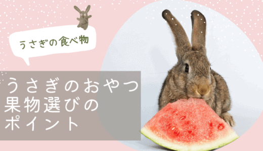うさぎに、おやつはいつからあげる？食べない時はどうする？