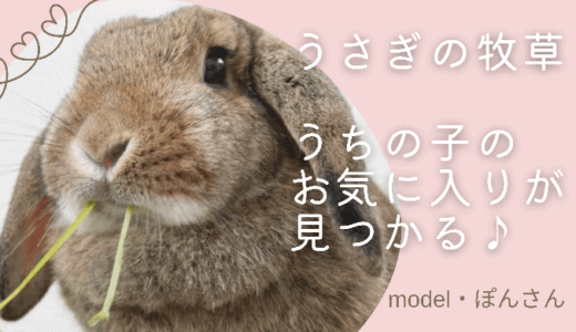 うさぎの牧草の選び方｜種類36パターンから、大事なことだけ・わかりやすく紹介