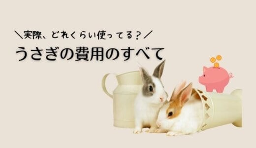 うさぎの飼育に必要な費用のすべて｜お迎えやお世話、どれくらいかかる？