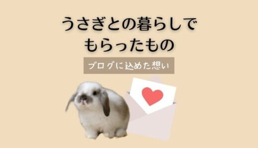 うさぎとの暮らしで、わたしがもらった大切なもの｜このブログに込めた想い