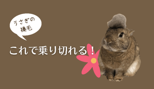 うさぎの換毛期対策｜乗り切るために本当に役立ったグッズ３種