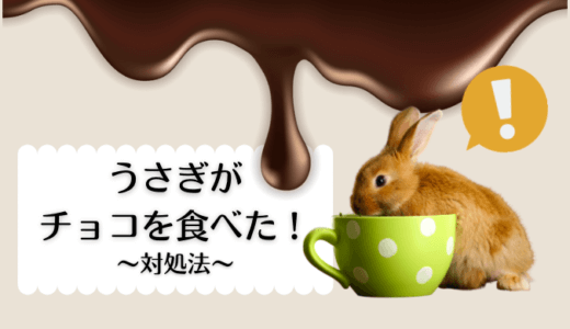 うさぎがチョコレートを食べた！対処法と失敗談からの学び