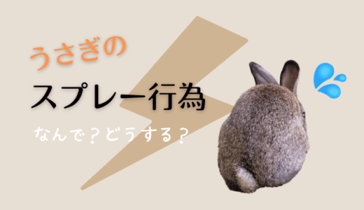 それ、間違ってない？うさぎのスプレー行為の原因と対策