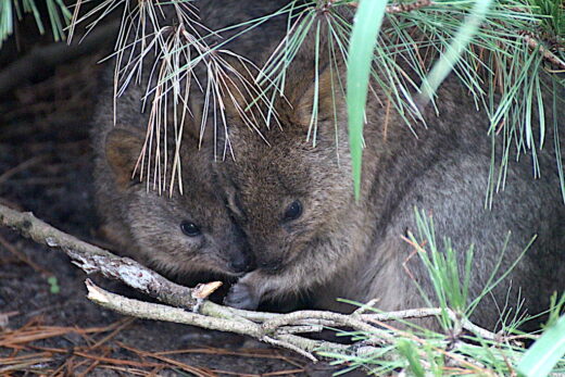 Zwei der drei Quokkas in der Wilhelma Stuttgart unter einem Busch versteckt (Foto: Jürgen Schäfer)