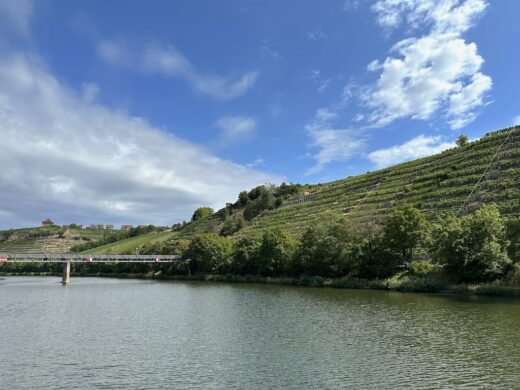 Weinberge am Neckar