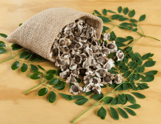 Moringa Samen