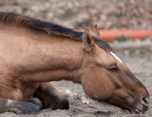 Eingangsbild Kolik Beitrag Pferd