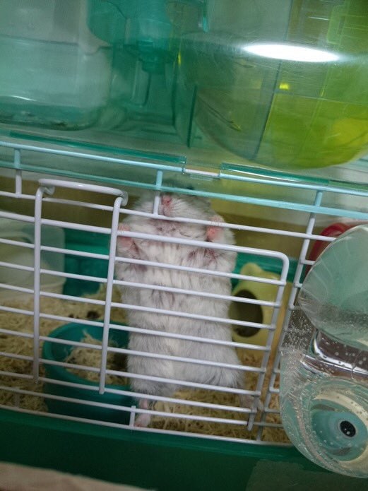 wire-mesh-cage