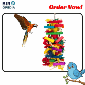 Bird Toys for Large Parrots