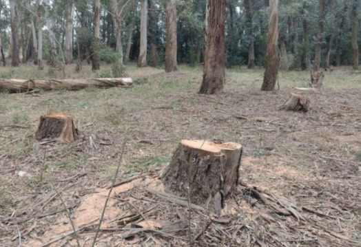 En este momento estás viendo Los condenaron por robar madera en el Parque Pereyra Iraola: deberán resembrar la reserva