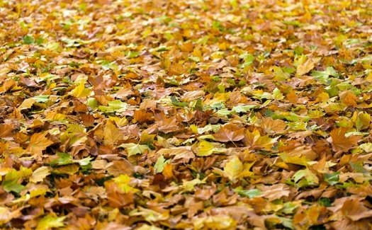 Fall Leaves Clean-Up