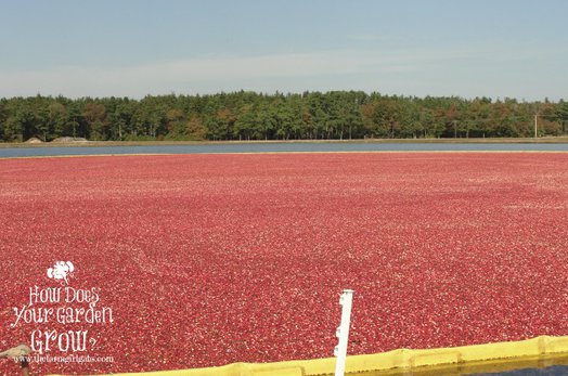 Cranberry Bog