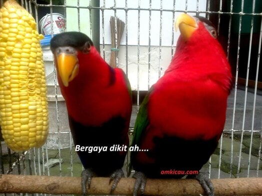 Kedua nuri jinak ini sekarang cerewet banget Kedua nuri jinak ini sekarang cerewet banget