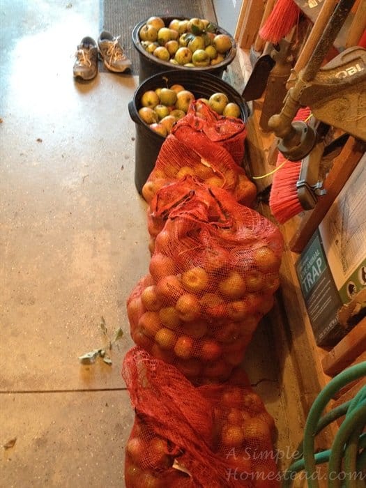 ASimpleHomestead.com - apples in bags