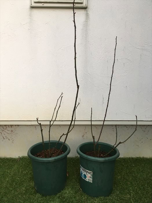 ルージュ植え替え後