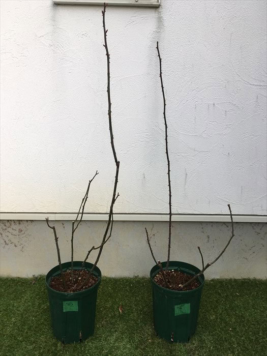 ルージュピエール植え替え前
