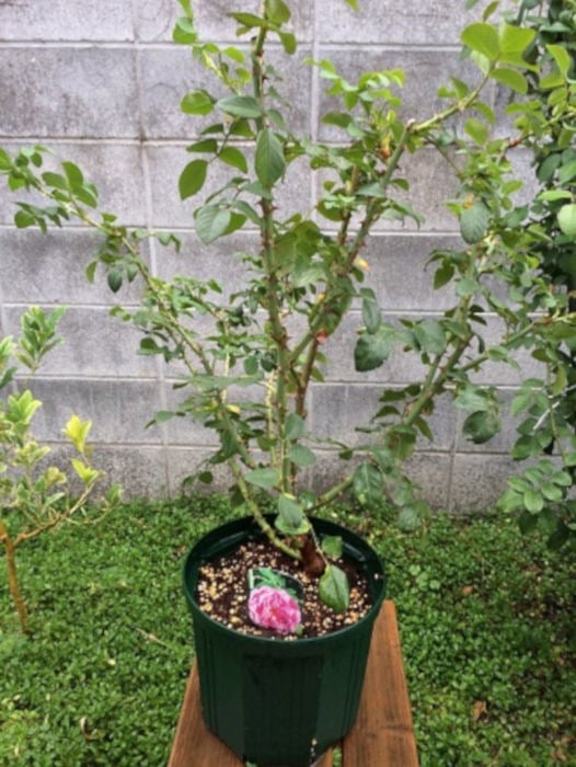 バラの植え替え後1