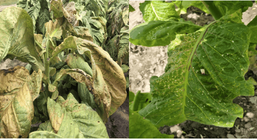Figure 2. PVY infection in tobacco. Under severe conditions, mosaic and necrotic symptoms develop on the leaves making them unmarketable