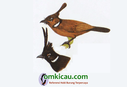 Burung cililin cokalt dan hitam saat ini termasuk burung dilindungi Burung cililin cokalt dan hitam saat ini termasuk burung dilindungi