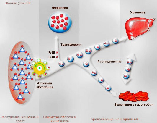 Разница между Ферритином и Трансферрином 4 Трансферрин в организме