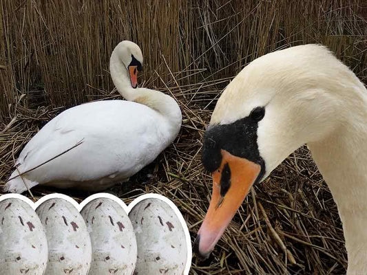 What Tundra Animal Eats Bird Eggs